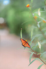 butterfly on a leaf