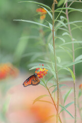 butterfly on a flower