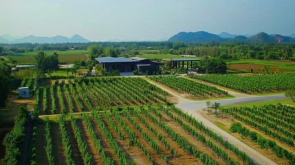 Scenic Vineyard Landscape with Modern Winery Architecture