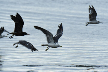 海面を低く飛ぶカモメ