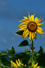 真夏のヒマワリと青空