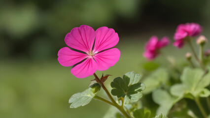 Fototapeta premium pink and white flowers