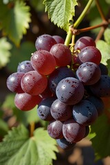 A bunch of green and black grapes, Fresh graps images