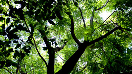 tree in the forest