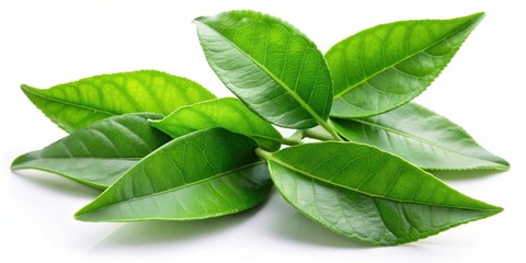 Obraz premium A close-up of vibrant green tea leaves arranged in a delicate cluster, showcasing the intricate details of their texture and shape, against a pristine white backdrop.