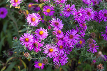 Symphyotrichum novae-angliae is a species of flowering plant in the aster family (Asteraceae), commonly known as New England aster, hairy Michaelmas-daisy, or Michaelmas daisy