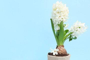 Beautiful white hyacinth flowers in pot on blue background
