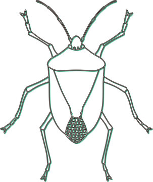 outlined stink bug, top view clip art preview