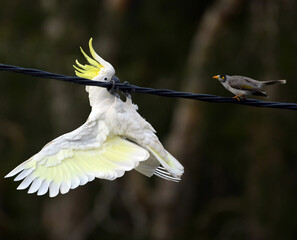 Yikes, a bird! A comical Australian sulphur-crested cockatoo clinging to a power line in apparent...