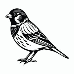 finch on white background