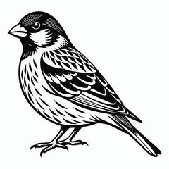 finch on white background