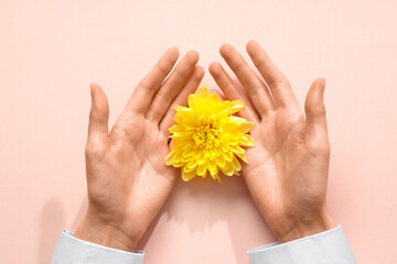 Female hands with fresh yellow flower on beige background. Care concept