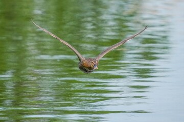 グリーンの水面をバックに飛ぶマガモ メス
