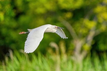 グリーンバックに優雅に飛ぶダイサギ