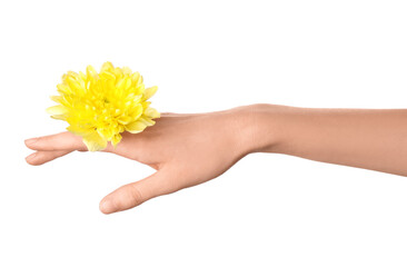 Female hand with beautiful yellow chrysanthemum flower isolated on white background. Hand care concept