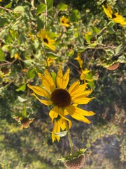 Golden Sunflower Blooming in Sunlit Garden
