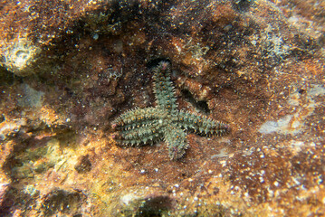 Spiny starfish (Marthasterias glacialis)
