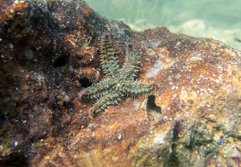 Spiny starfish (Marthasterias glacialis)