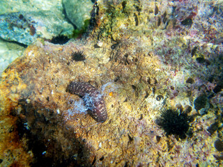 Cotton-spinner sea cucumber - Holothuria sanctori