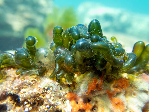 Green bubble algae, underwater photo of this unique sea algae