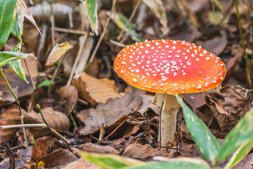 ベニテングダケ