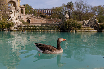 duck in the park