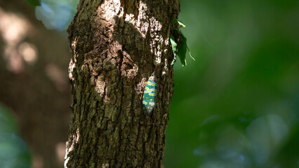 Obraz premium Fulgorid bug on a tree in the rainforest, Thailand.
