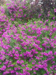 Obraz premium colourful blooming flower botanical garden