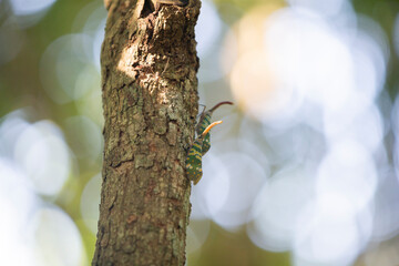 Obraz premium Fulgorid bug on a tree in the rainforest, Thailand.