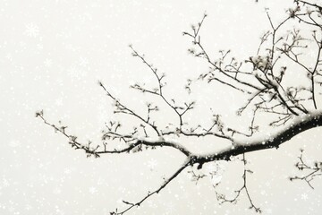 Winter Snow on Bare Tree Branches in the Winter Landscape