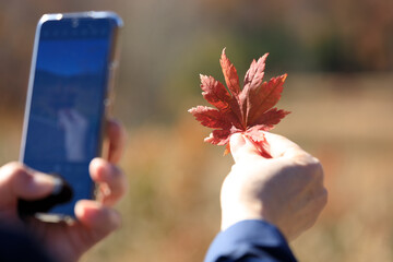 紅葉　葉　スマートホンで撮影している女性　イメージ