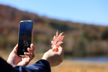 紅葉　葉　スマートホンで撮影している女性　イメージ