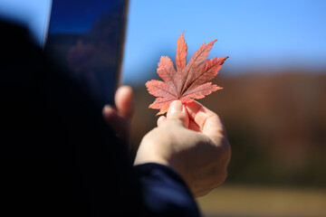 紅葉　葉　スマートホンで撮影している女性　イメージ