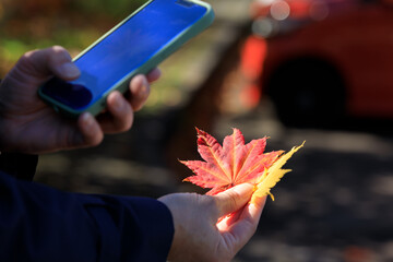 紅葉　葉　スマートホンで撮影している女性　イメージ