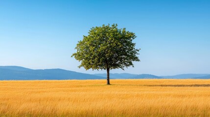 Obraz premium Lone green tree in a golden field against a clear blue sky.