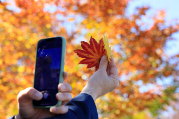 紅葉　葉　スマートホンで撮影している女性　イメージ
