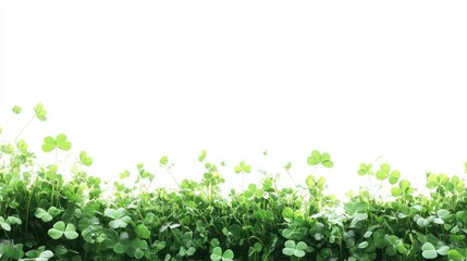 A bright and fresh green clover patch set against a pure white background, capturing the essence of nature vibrancy and tranquility.