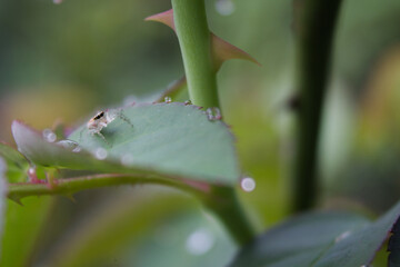 small white spider on leaf