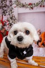 Christmas photo session on Maltese dog in professional studio