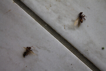 two dead winged ants on a white ceramic floor