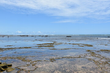 Fototapeta premium praia do forte - bahia