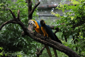 blue and yellow macaw