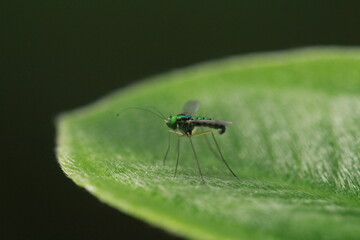 fly on leaf