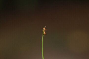 ant on a leaf