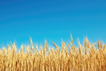 Obraz premium Golden Wheat Field Under a Blue Sky - Nature's Bounty