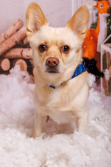 Beautiful Christmas photo session on Chihuahua dog in professional studio