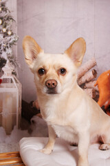 Beautiful Christmas photo session on Chihuahua dog in professional studio