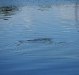野鳥が水の中に潜った直後の水面