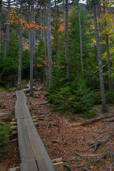 Boardwalk trail at Acadia national park around Jordon pond in the fall 
