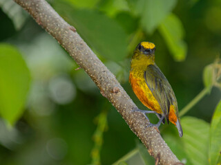 euphonia gouldi. bocas del toro, olive-backed euphonia, panama